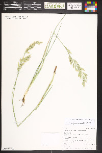 Schedonorus arundinaceus image