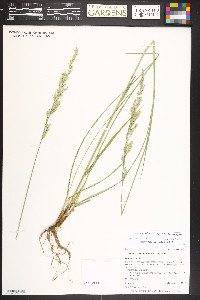 Lolium arundinaceum image