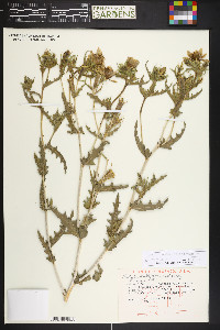 Mentzelia multiflora image