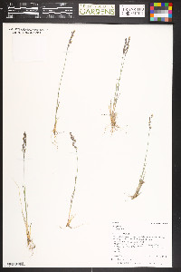 Poa glauca image