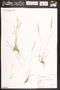 Poa glauca subsp. rupicola image