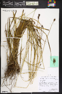 Carex praticola image