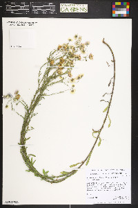 Erigeron strigosus var. strigosus image