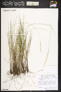 Elymus albicans image