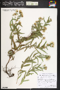 Herrickia glauca image