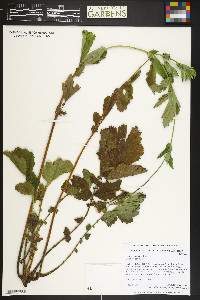 Geum aleppicum image