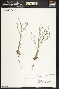 Lappula occidentalis var. occidentalis image