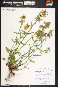Penstemon whippleanus image