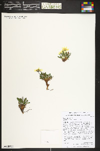 Dryas hookeriana image