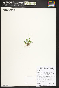 Saxifraga rivularis image