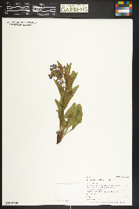 Mertensia oblongifolia image