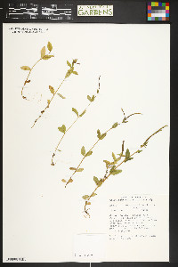 Epilobium hornemannii image