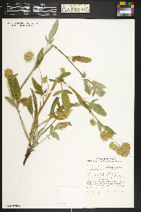 Phacelia heterophylla image