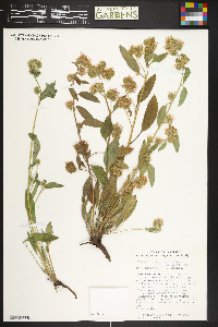 Phacelia heterophylla image