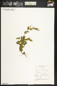 Epilobium saximontanum image