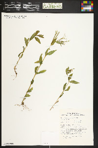 Epilobium saximontanum image