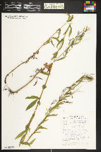 Epilobium ciliatum subsp. glandulosum image