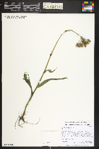 Senecio integerrimus image