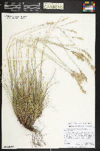 Poa fendleriana subsp. fendleriana image