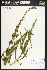 Penstemon rydbergii image