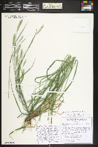 Elymus lanceolatus image