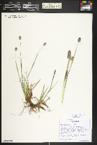 Phleum alpinum image