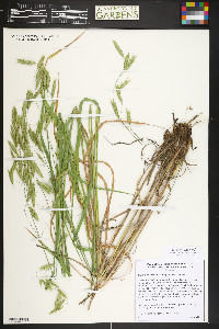 Bromus lanatipes image