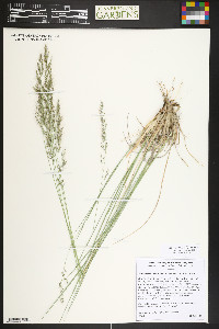 Muhlenbergia montana image