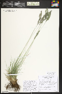 Festuca trachyphylla image