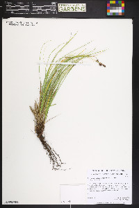 Carex inops subsp. heliophila image