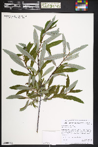 Salix irrorata image