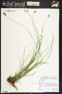 Carex siccata image