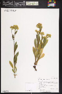 Oreochrysum parryi image