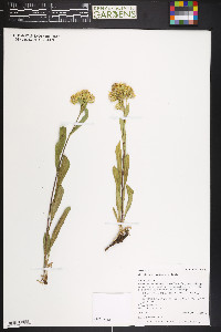 Oreochrysum parryi image