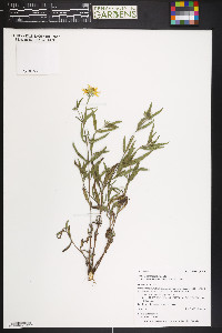 Heliomeris multiflora image