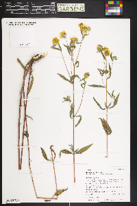 Heliomeris multiflora image