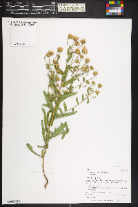 Herrickia glauca image