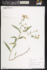 Herrickia glauca image