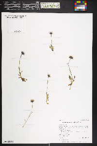 Erigeron melanocephalus image