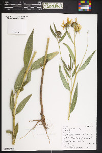 Helianthus nuttallii image