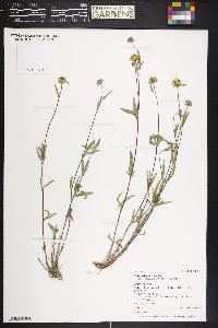 Heliomeris multiflora var. nevadensis image