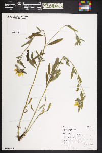 Heliomeris multiflora image