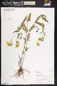 Heliomeris multiflora var. multiflora image