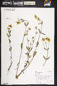 Heliomeris multiflora image