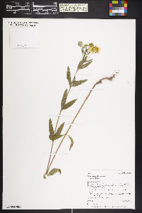 Heliomeris multiflora var. multiflora image