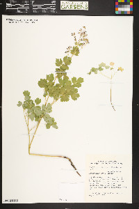 Thalictrum fendleri image