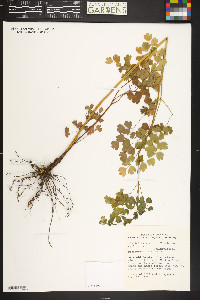 Thalictrum fendleri image