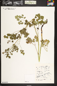 Thalictrum fendleri image