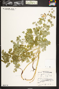 Thalictrum fendleri image