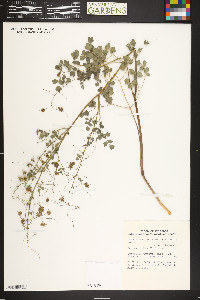 Thalictrum heliophilum image